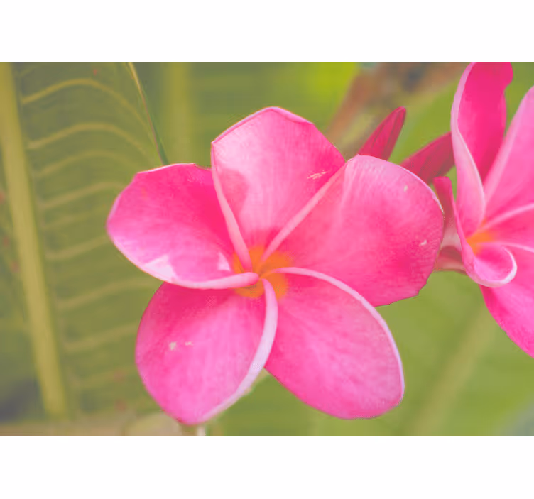 Fotobehang bloemen rozenaccent - TenStickers