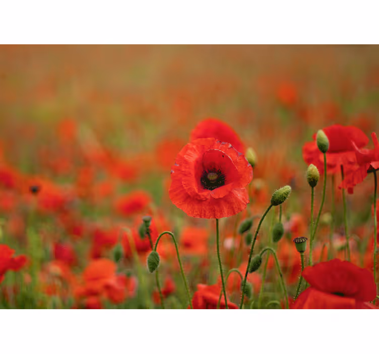 Fotobehang klaprozen levendige klaproos bloesems - TenStickers