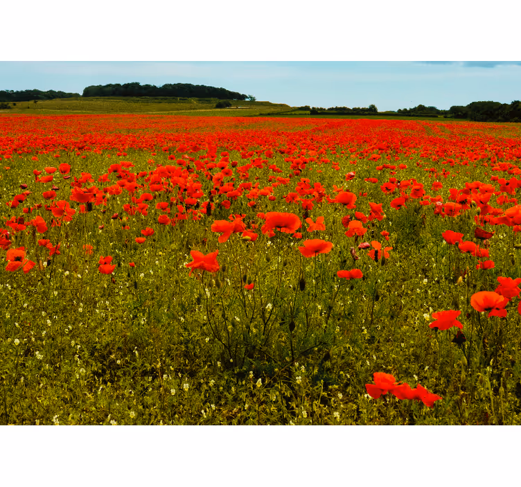 Fotobehang klaprozen vivid poppy field - TenStickers