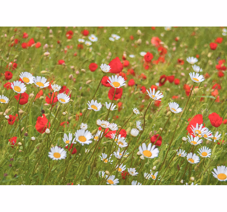 Fotobehang bloemen levendig bloemenveld - TenStickers