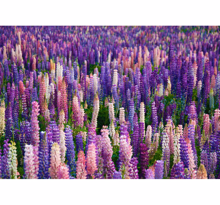 Fotobehang bloemen weelderige paarse bloesems - TenStickers