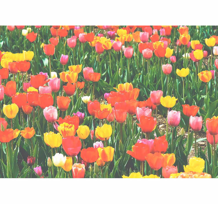 Fotobehang bloemen tulpenveld bloei - TenStickers
