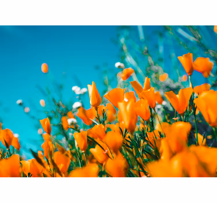 Fotobehang bloemen gouden klaproos bloesems - TenStickers