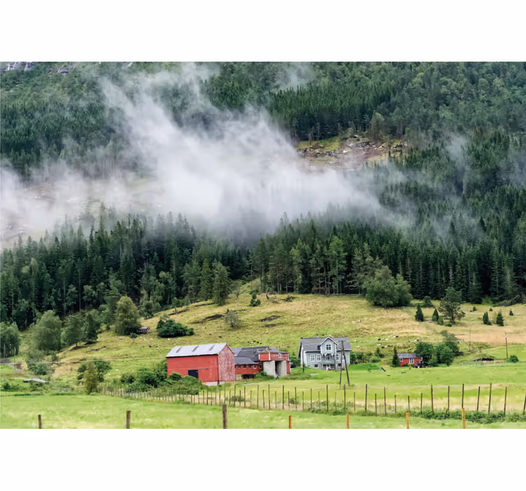 Noors bos foto behang natuur - TenStickers