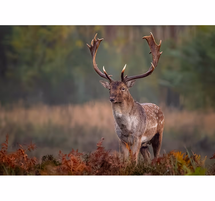 Fotobehang dieren majestueuze hert aanwezigheid - TenStickers