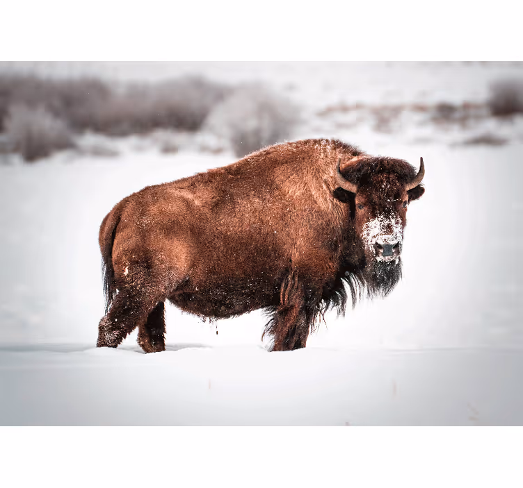 Fotobehang dieren majestueuze bisonhouding - TenStickers