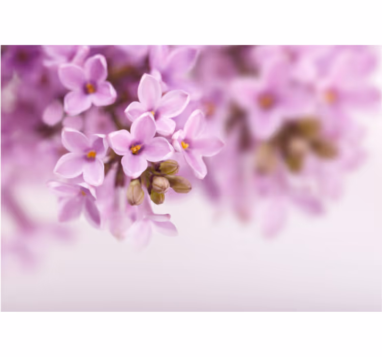 Fotobehang bloemen delicate lila bloesems - TenStickers