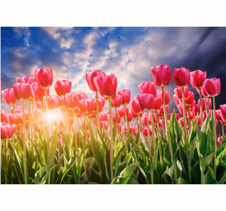 Fotobehang bloemen stralend tulpenveld - TenStickers