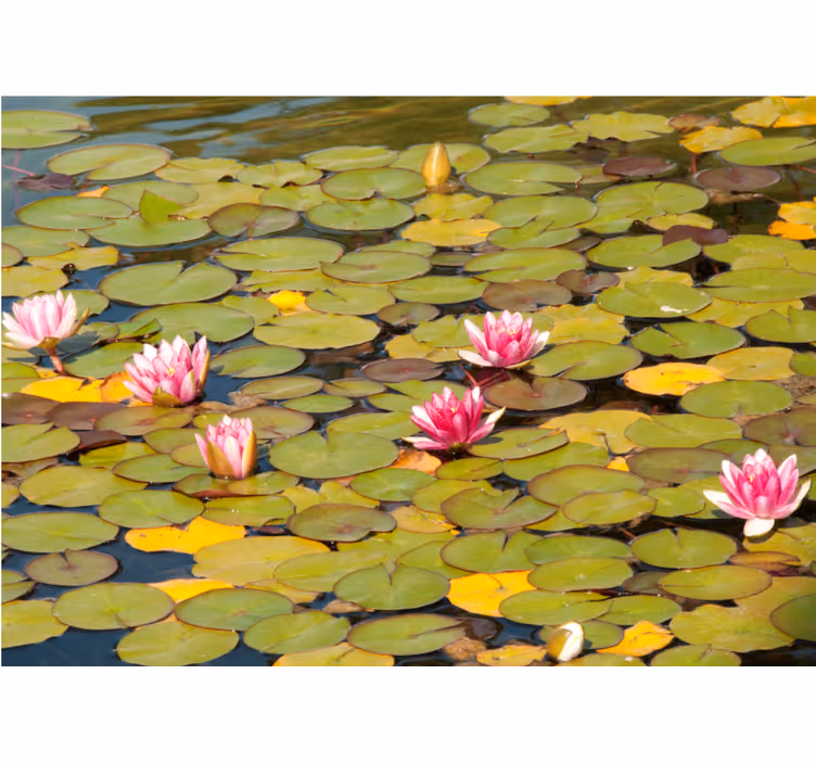 Fotobehang bloemen waterlelie bloesems - TenStickers
