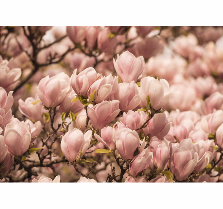 Bloeiende magnolia fotobehang bloemen - TenStickers