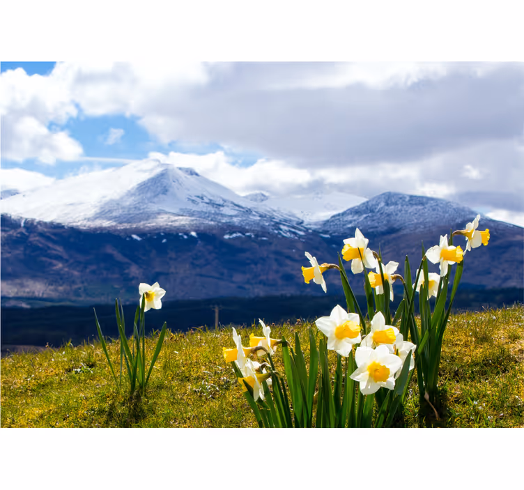 Fotobehang bloemen narcissen op bergen - TenStickers