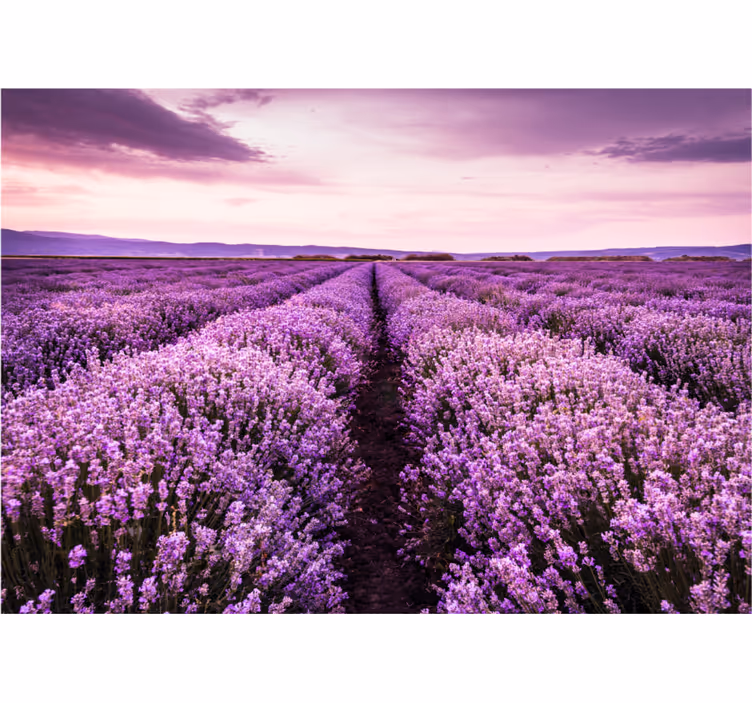 Fotobehang bloemen lavendelweide rust - TenStickers