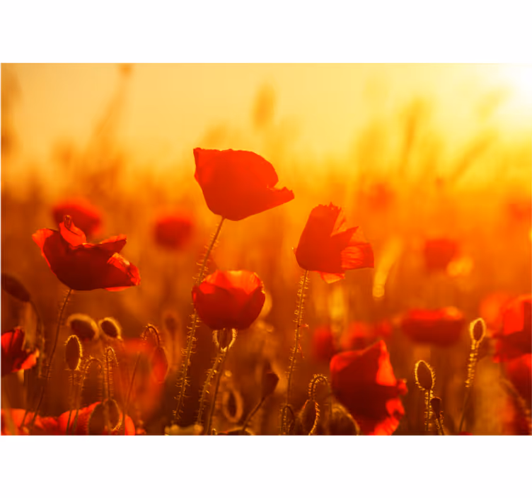 Fotobehang klaprozen zonsopgang in het veld - TenStickers