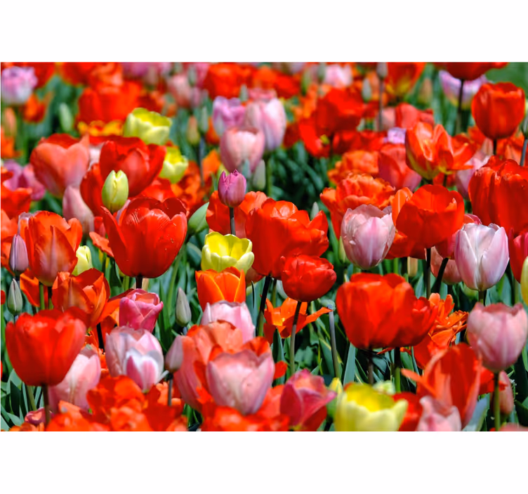 Fotobehang bloemen kleurrijke tulpweide - TenStickers