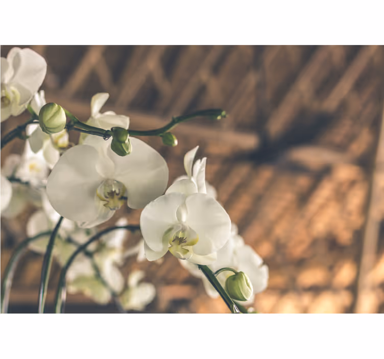 Orchideeën fotobehang elegante orchideeënbloesems - TenStickers