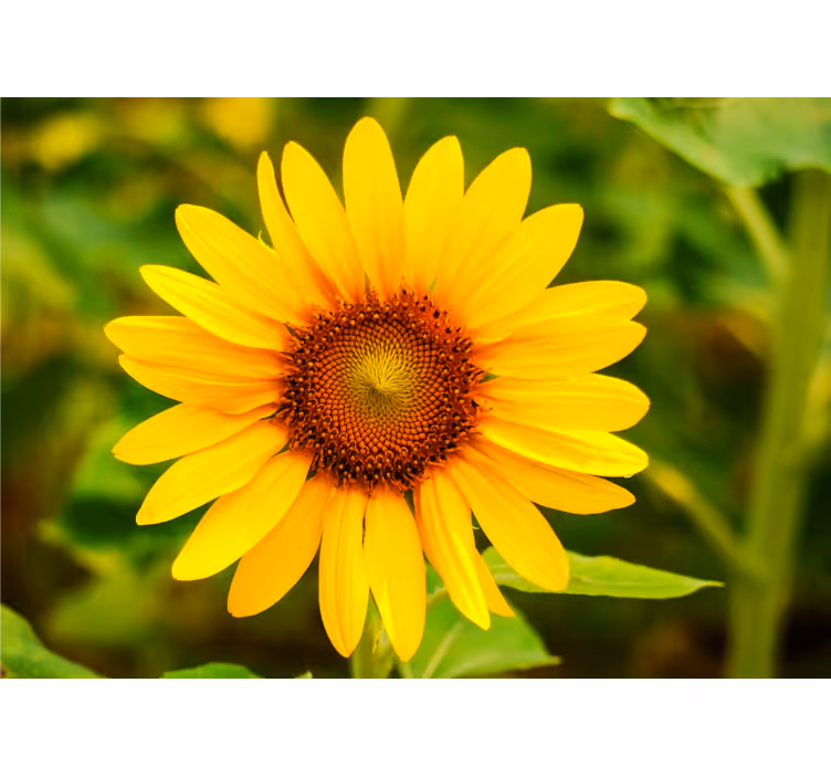 Levendige zonnebloem bloei fotobehang bloemen - TenStickers