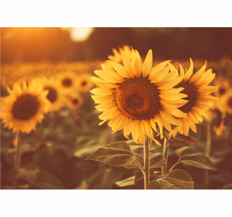 Fotobehang bloemen zonnebloemvelden - TenStickers