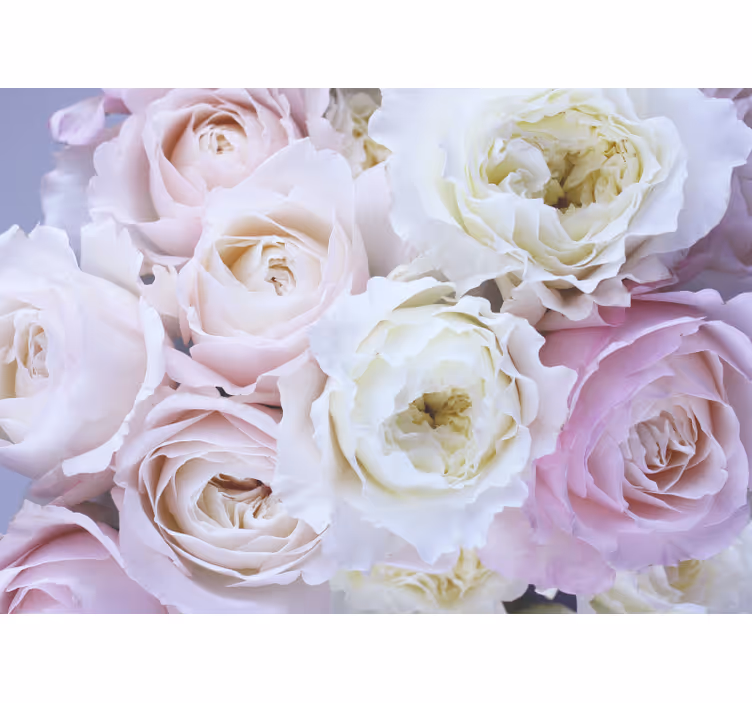 Zachte roze tinten foto behang rozen - TenStickers