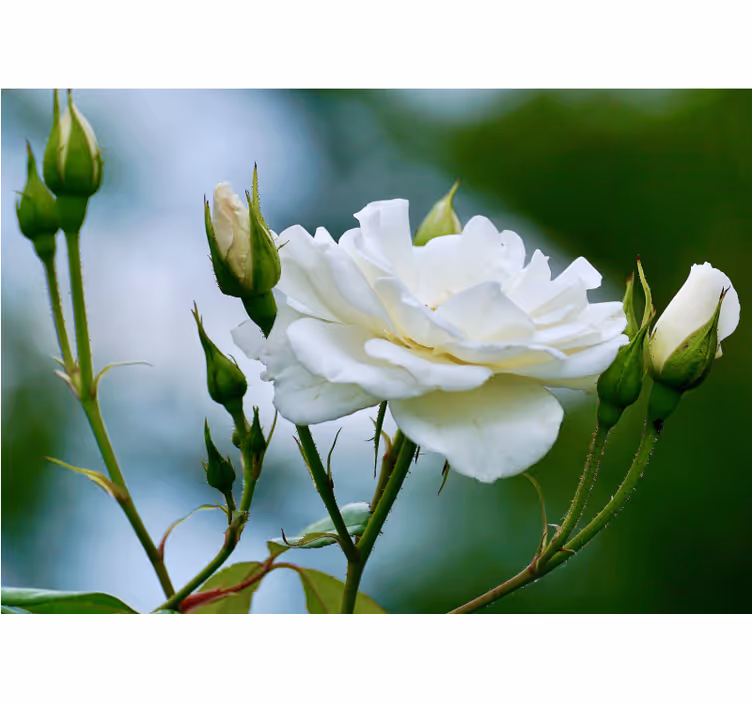 Elegante witte roos fotobehang bloemen - TenStickers