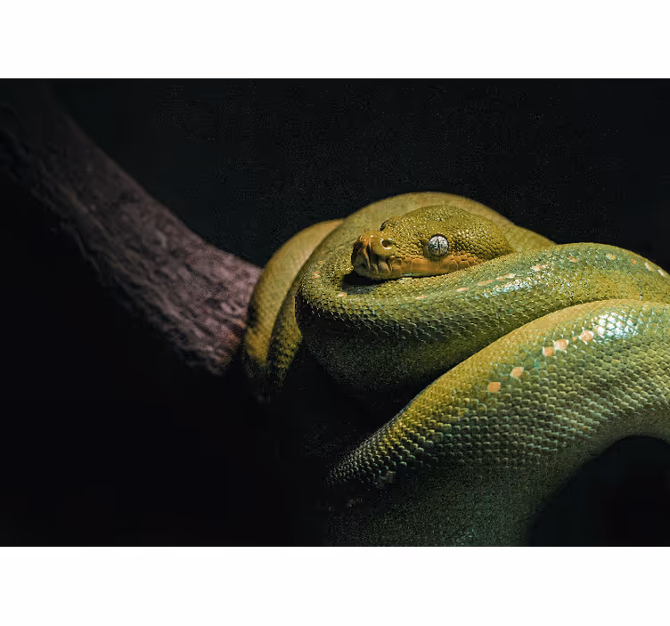 Fotobehang dieren smaragdgroene python - TenStickers