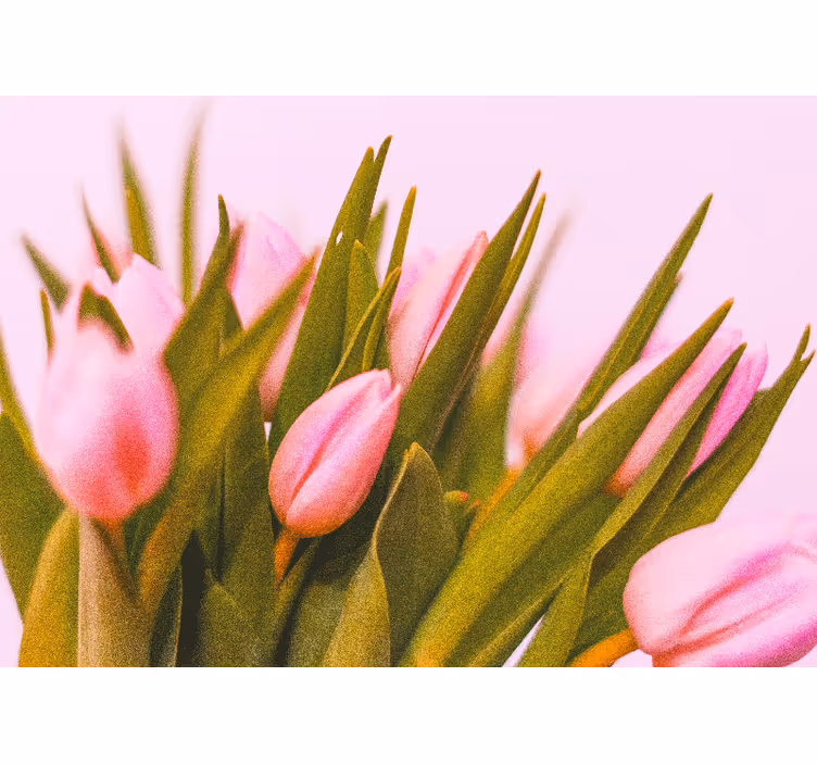 Fotobehang klaprozen roze tulpen in bloei - TenStickers