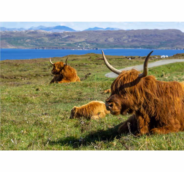 Fotobehang natuur hooglandrunderen aan het grazen - TenStickers