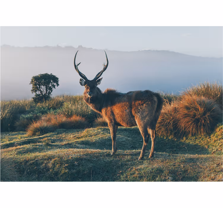 Majestueus hertenprofiel foto behang diverse dieren - TenStickers