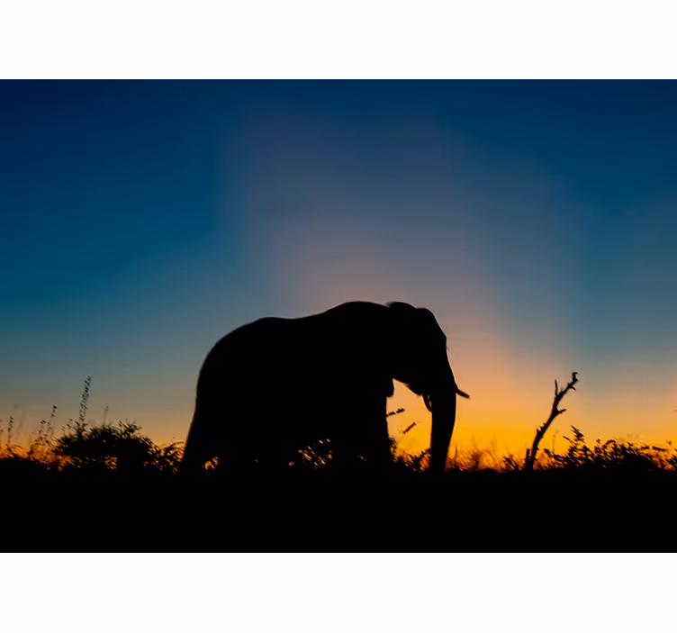 Fotobehang dieren olifant silhouet zonsondergang - TenStickers