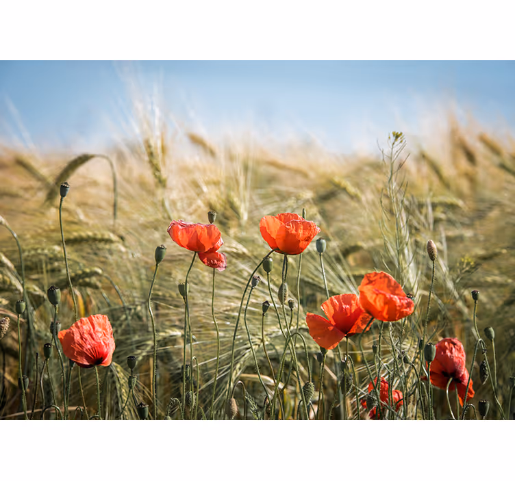 Fotobehang klaprozen poppyweide rust - TenStickers