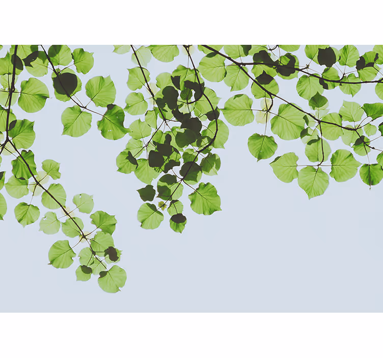 Bomen fotobehang bladerige takkenluifel - TenStickers