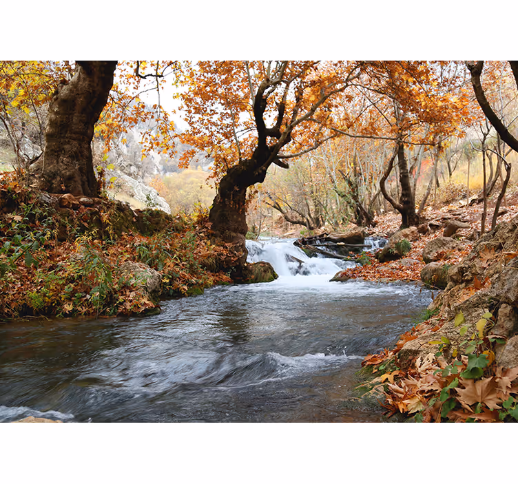 Foto behang natuur bosbeek sereniteit - TenStickers