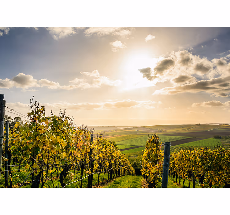 Fotobehang landschap wijngaard zonsondergang uitzicht - TenStickers