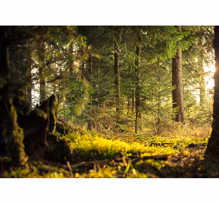 Foto behang bos serene groene landschap - TenStickers