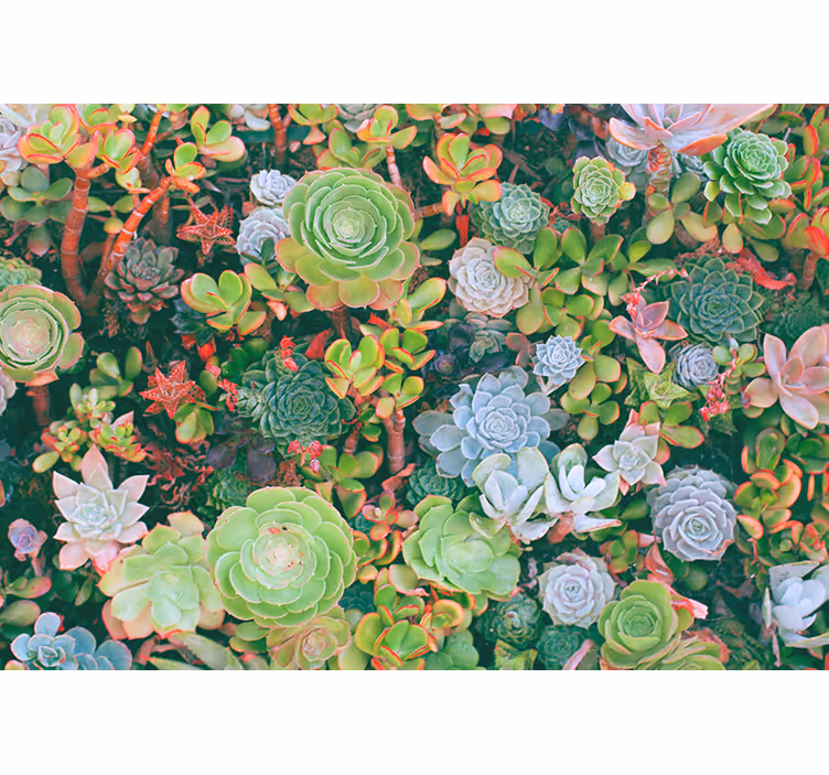Fotobehang bloemen succulente tuin flora - TenStickers