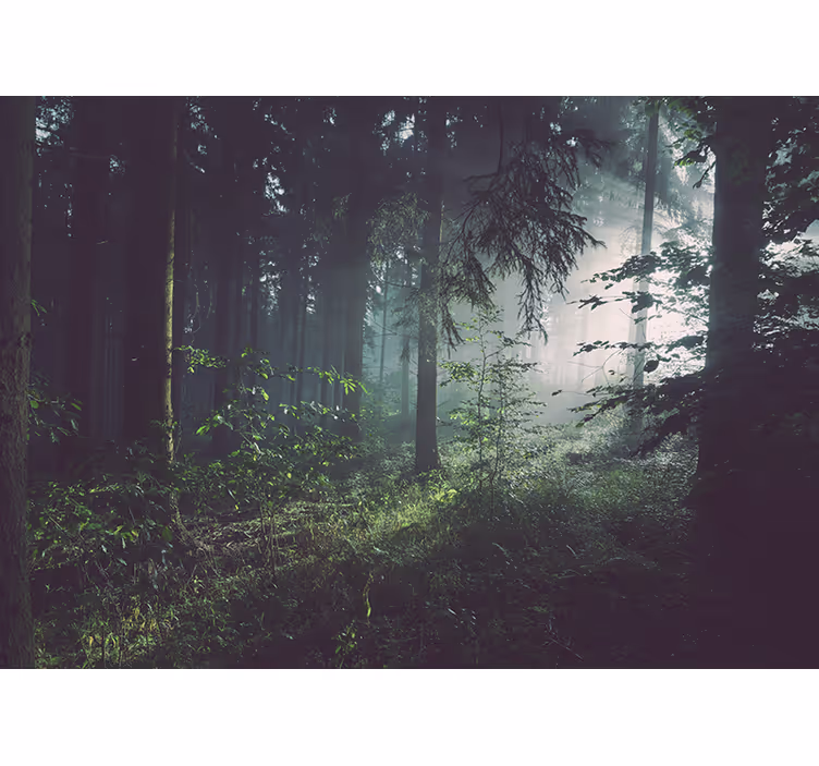 Foto behang natuur groene boslandschap - TenStickers