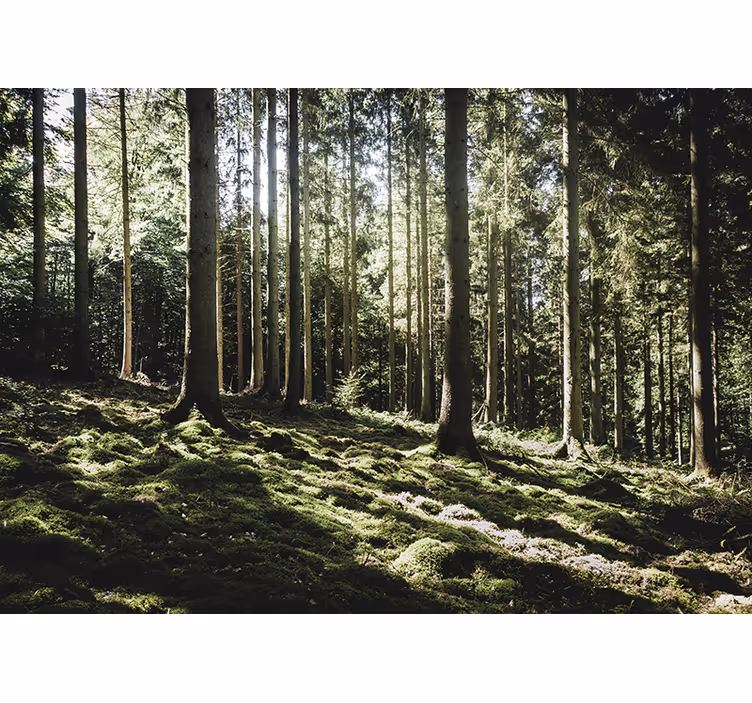 Foto behang bos rustige bos scène - TenStickers