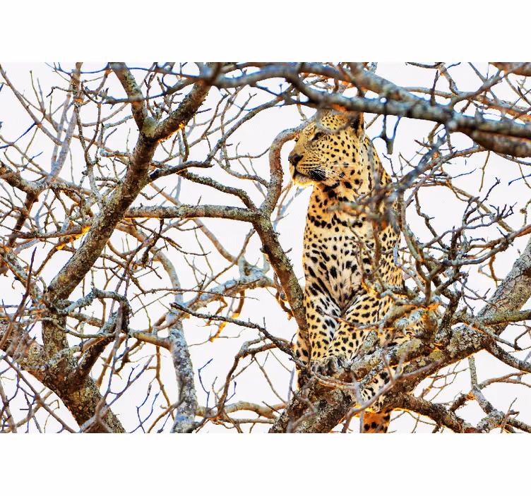 Luipaard tussen takken foto behang diverse dieren - TenStickers