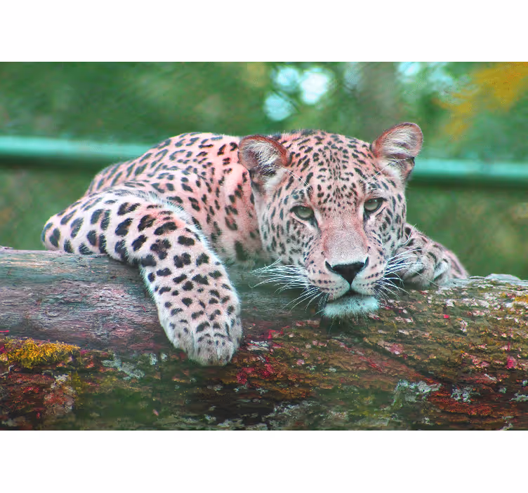 Fotobehang dieren luipaard rustend met gratie - TenStickers