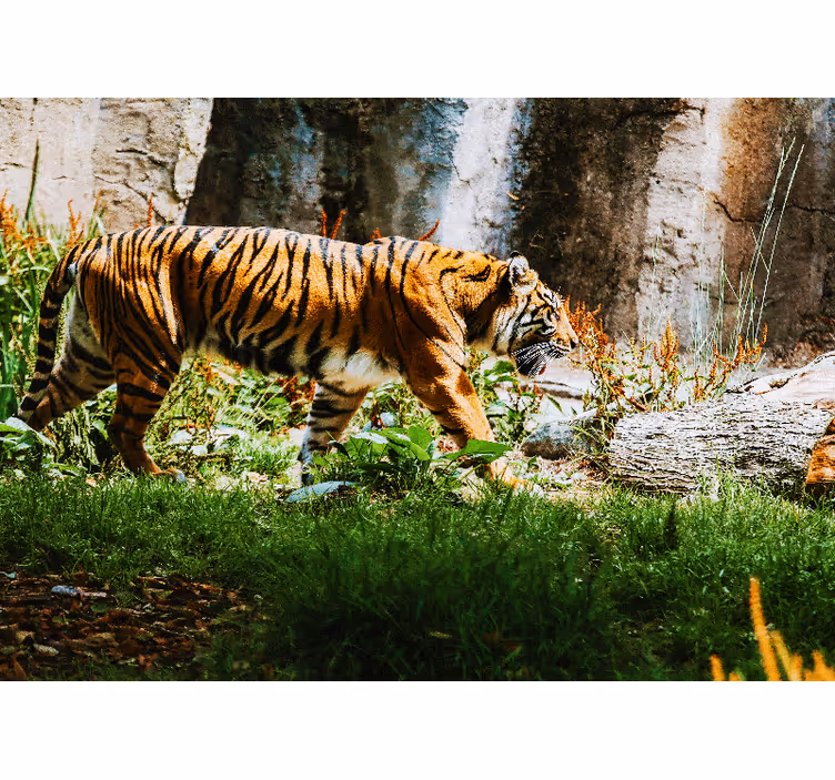 Fotobehang dieren majestueuze tijger wandeling - TenStickers