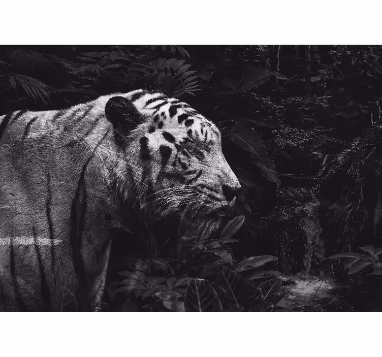 Majestueuze witte tijger fotobehang dieren - TenStickers