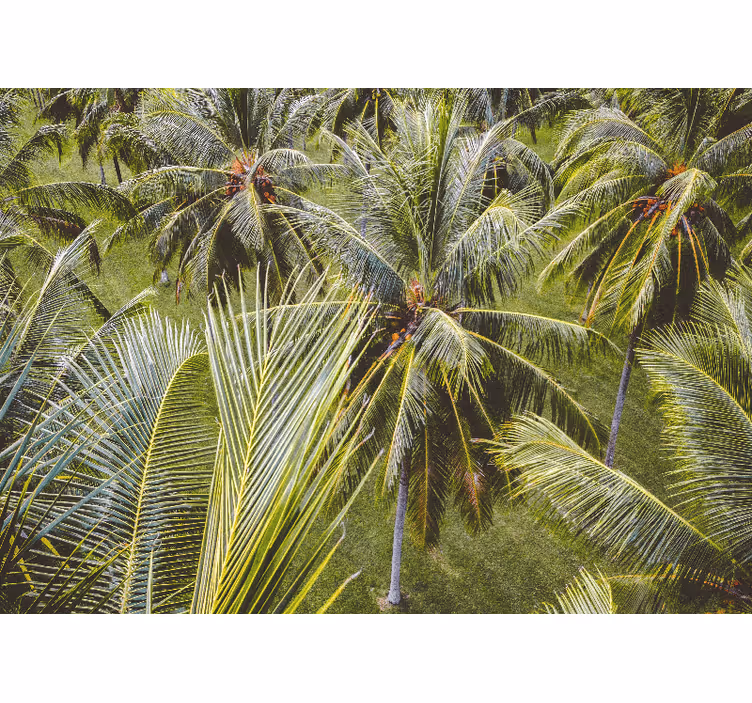 Foto behang natuur lush palmbladeren - TenStickers