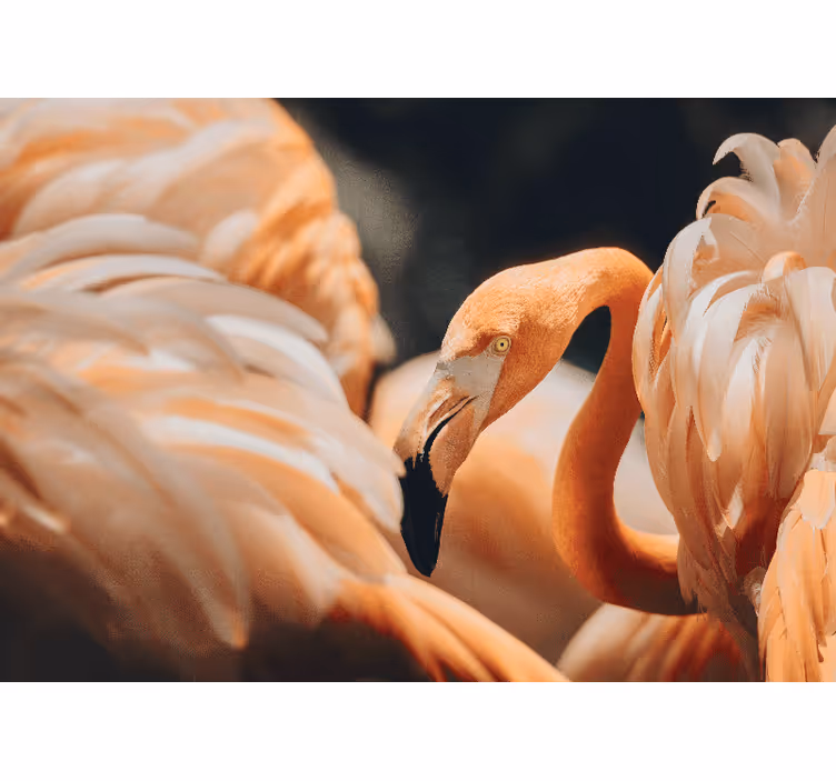 Foto behang diverse dieren elegante flamingo scene - TenStickers