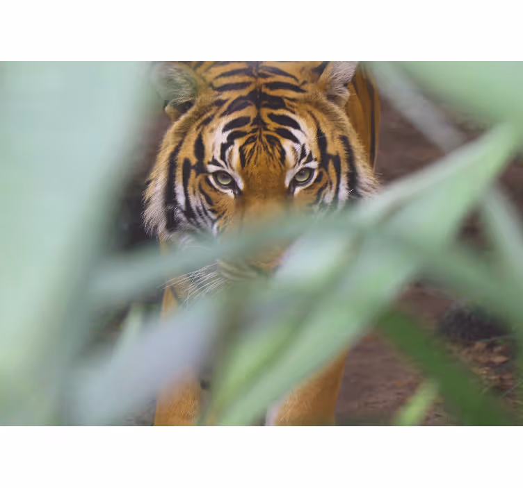 Fotobehang dieren tijger in de wildernis - TenStickers