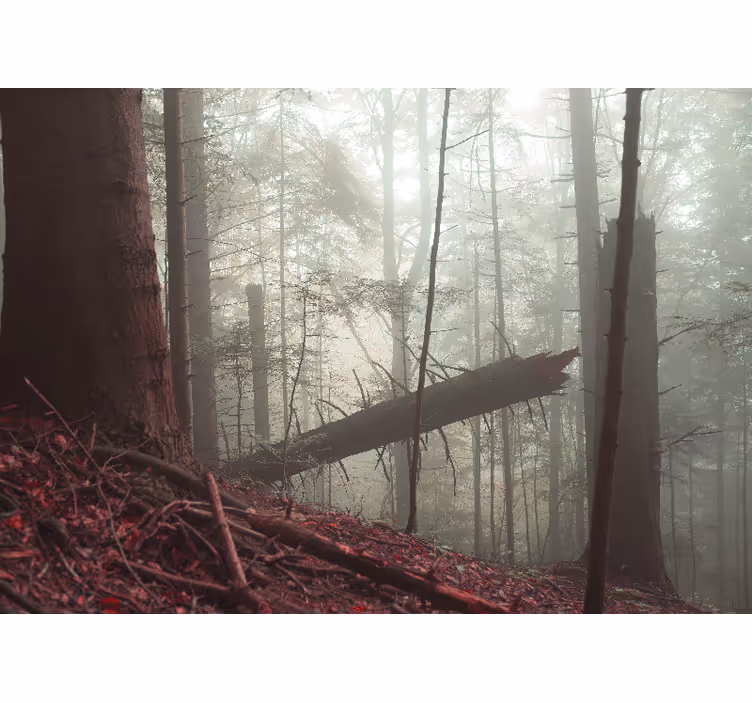 Foto behang bos mistige boslandschap uitzicht - TenStickers