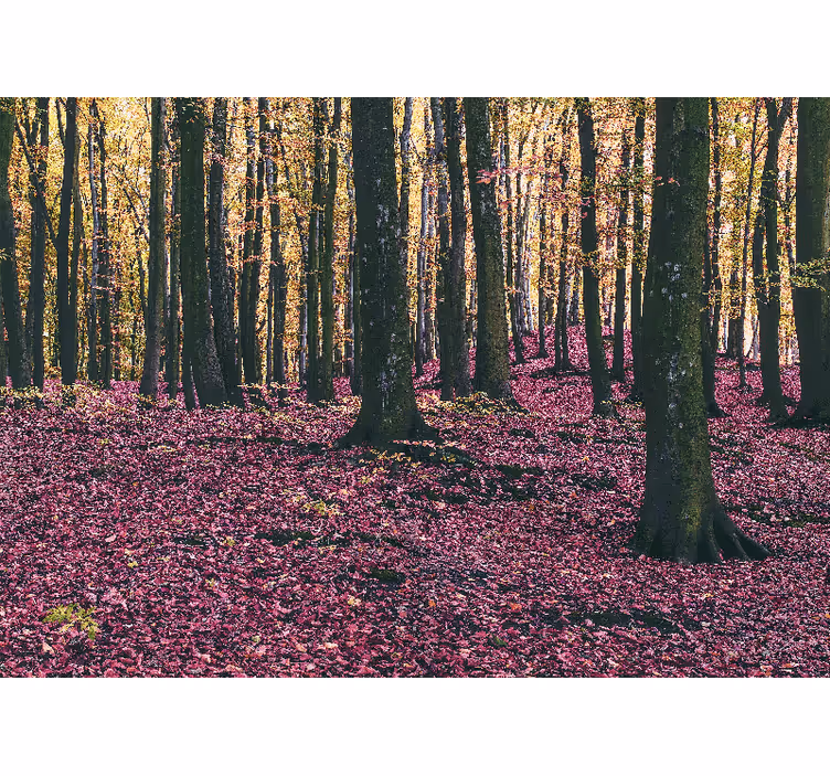Foto behang natuur rustige bos scène - TenStickers