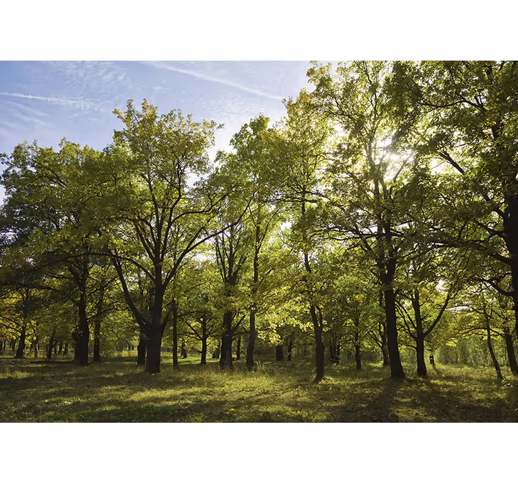 Foto behang natuur levendige bladeren scène - TenStickers