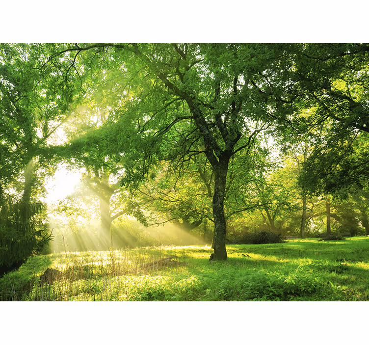 Foto behang natuur zonovergoten groene scène - TenStickers