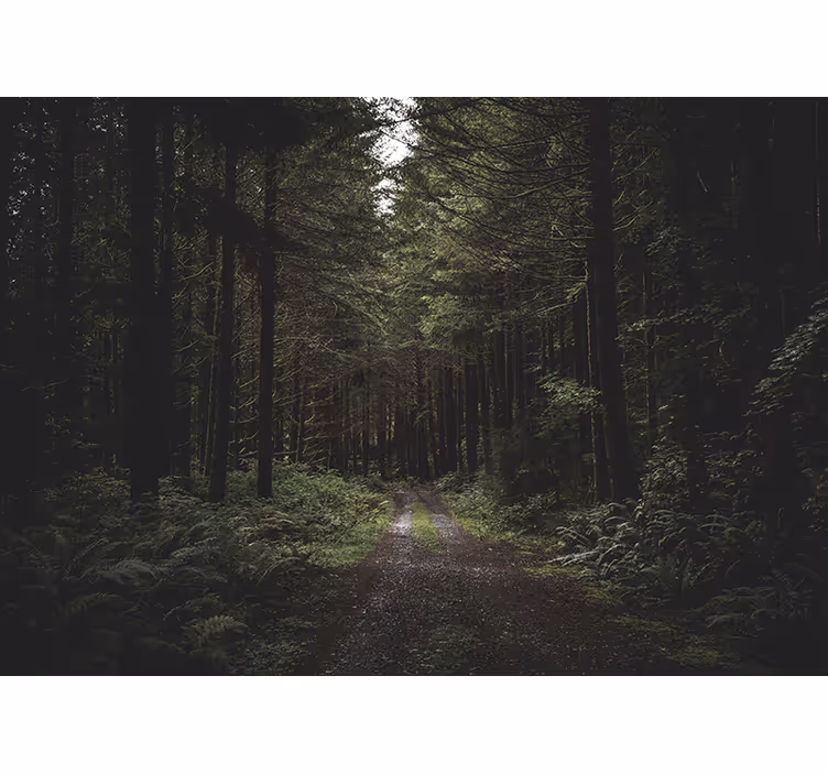 Foto behang natuur weelderig bospad - TenStickers