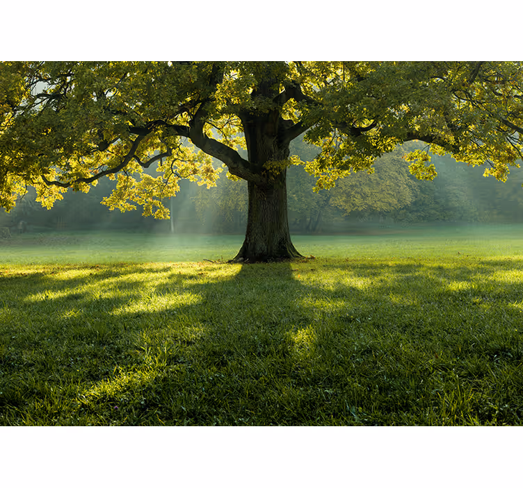 Foto behang natuur majestueuze boom silhouet - TenStickers