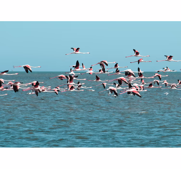Fotobehang dieren flamingo's boven water - TenStickers